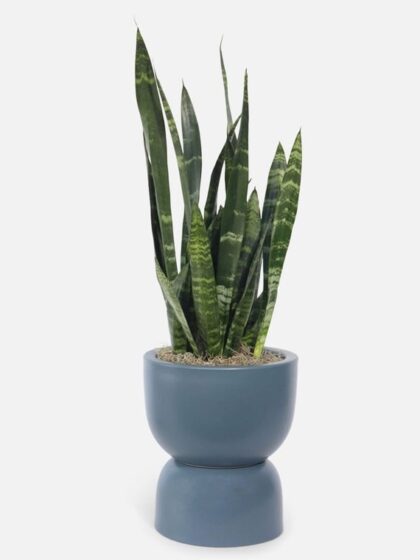 Snake Plant Black Coral Hourglass
