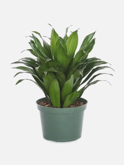 Dracaena Compacta