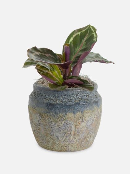 Calathea Roseopicta - Piccolo