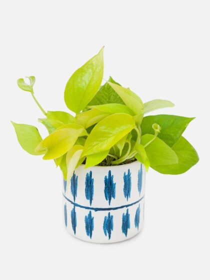 Neon Pothos - Piccolo