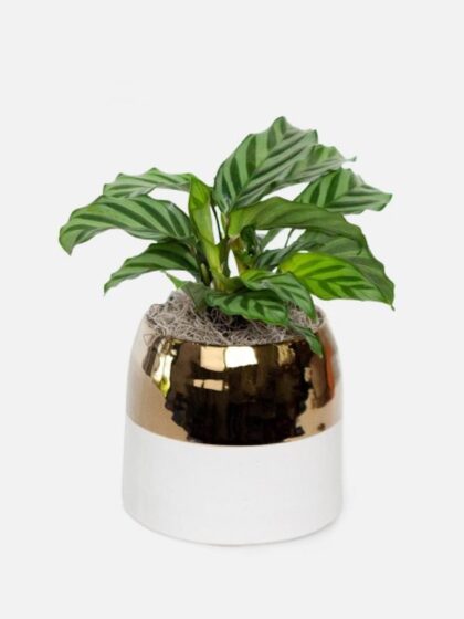 Calathea Freddie - Piccolo