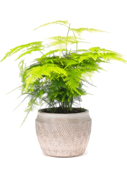 Asparagus fern houseplant