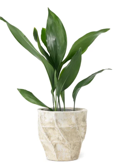 Aspidistra houseplant