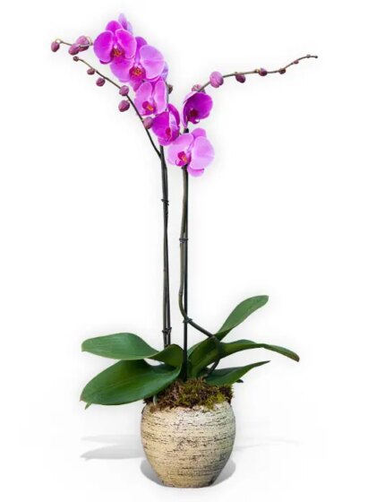 Double stemmed pink orchid