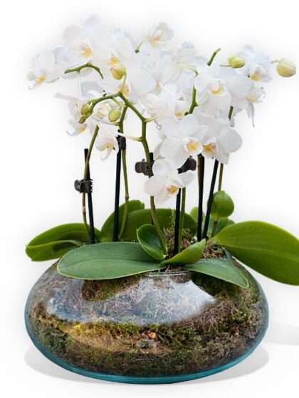White orchidea vase