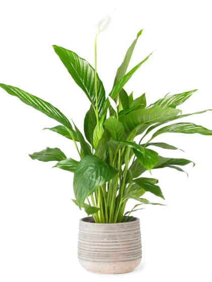 Peace lily