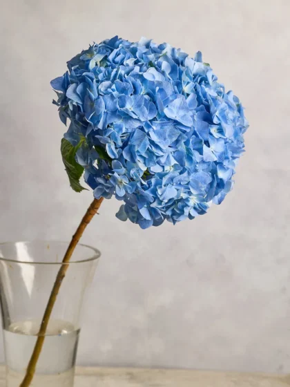 Hydrangeas