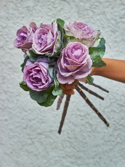 Brassica (Cabbage Flower)