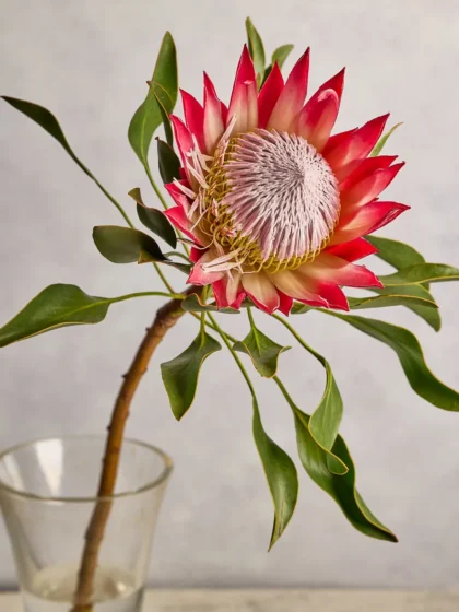 King Protea