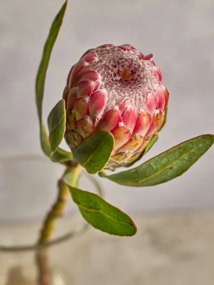 Protea