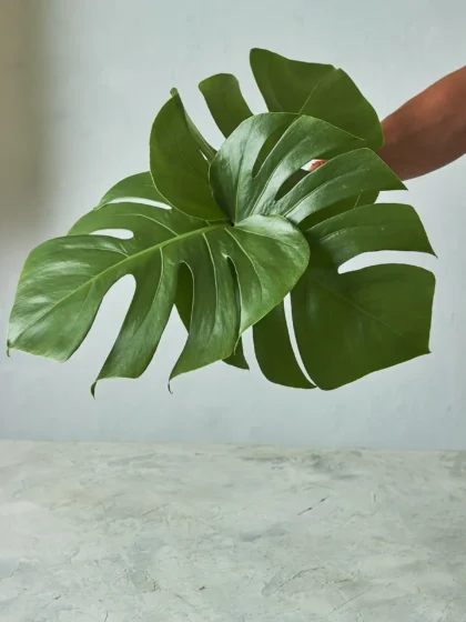 Monstera