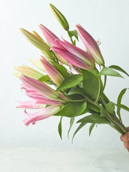 Oriental lilies