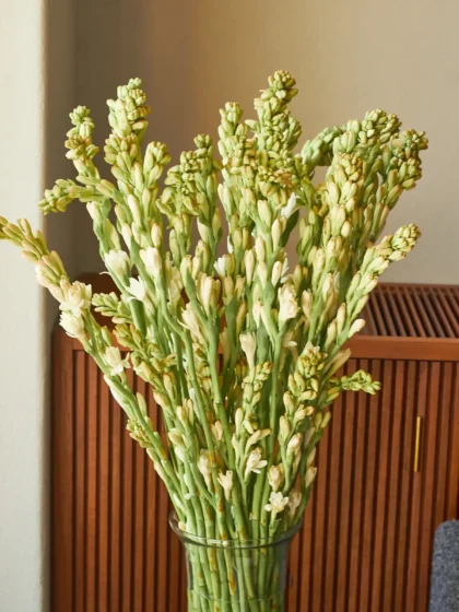 Rajnigandhas (Tuberose)