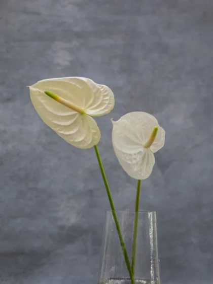 Anthurium