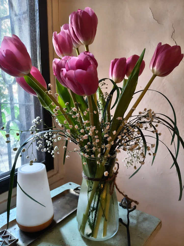 Tulips delivered by Mahua Floral & Gifting studio to Bakul More in Mumbai