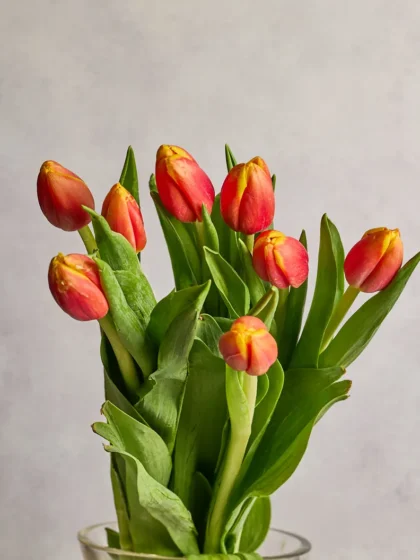 Tulips