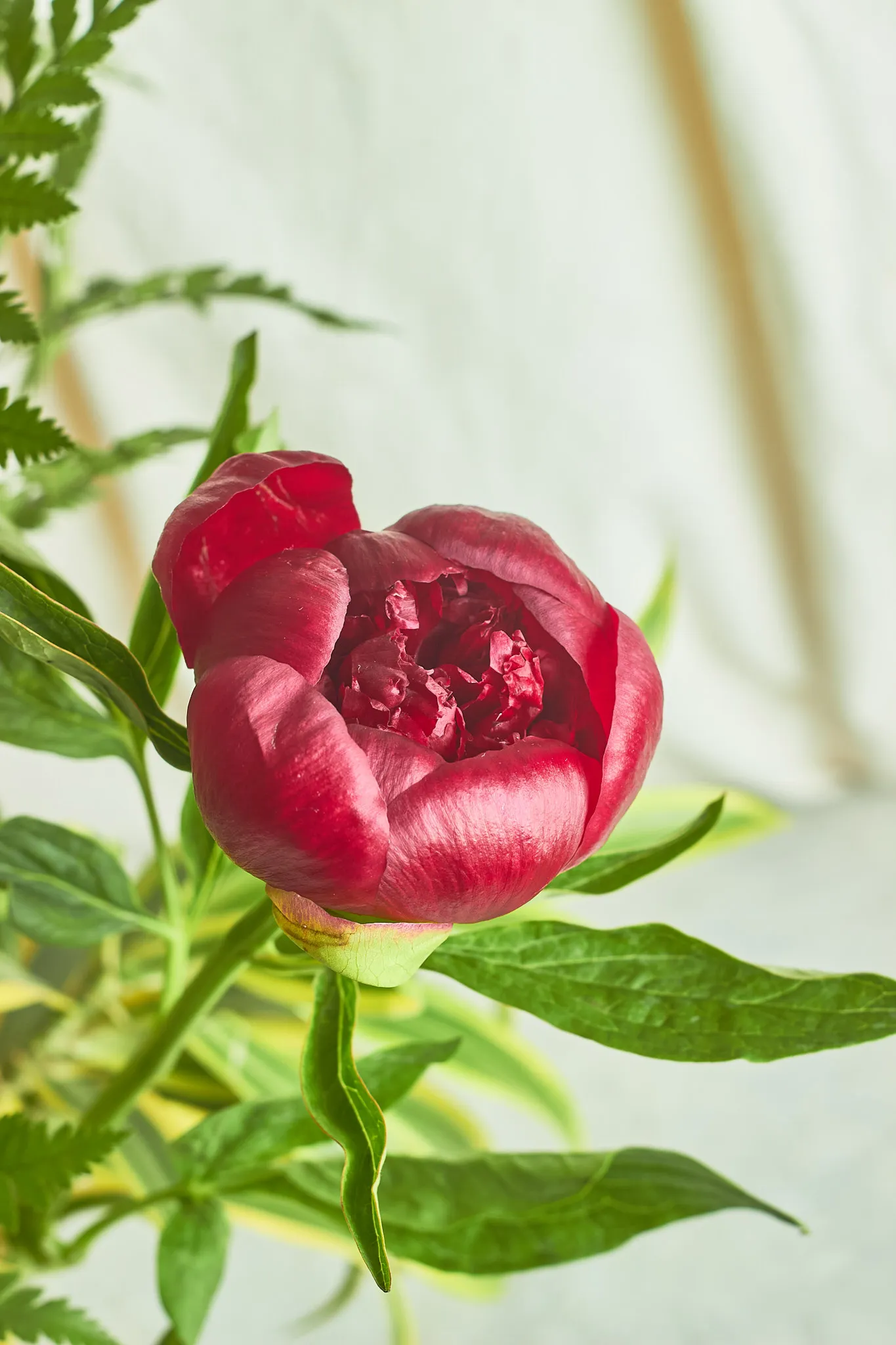 Peonies - Image 4